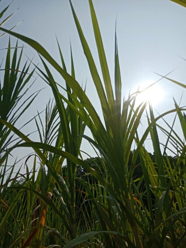 Saccharum Rubra 7 LTS - Imagen 3
