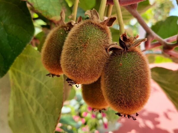 Kiwi Injertado 4 LTS