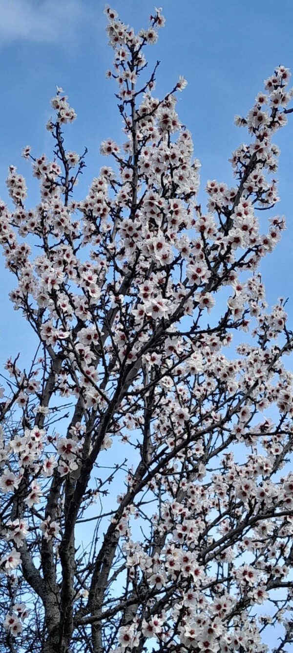 Almendro - Prunus amygdalus 10 LTS - Imagen 2