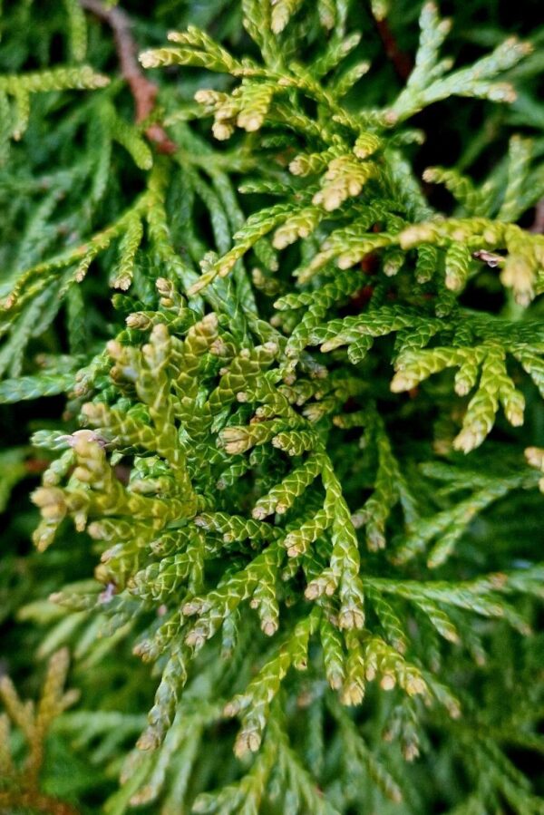 Thuja Smaragd 4 LTS - Imagen 2