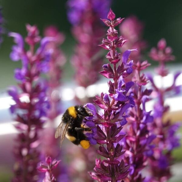 Salvia Nemorosa New Dimension Blue 3 LTS