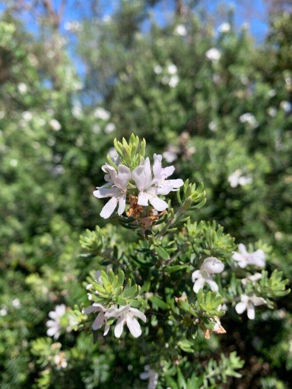 Westringia Blanca 4 LTS - Imagen 2