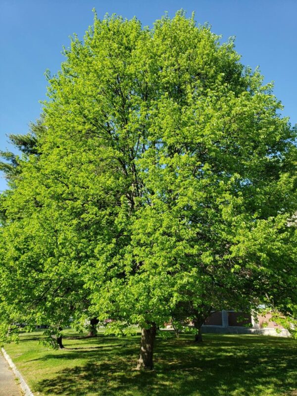 Tilo - Tilia Moltkei 15 LTS - Imagen 2