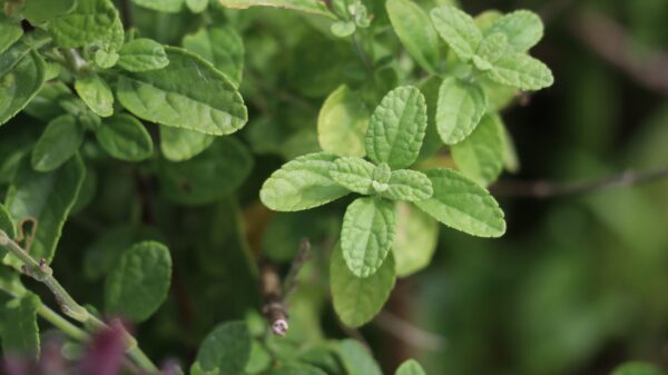 Salvia Gregui - Salvia greggii 3 LTS - Imagen 2