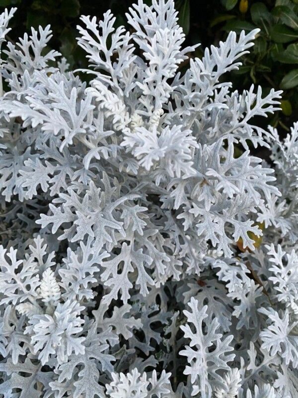 Cineraria M12 - Imagen 2
