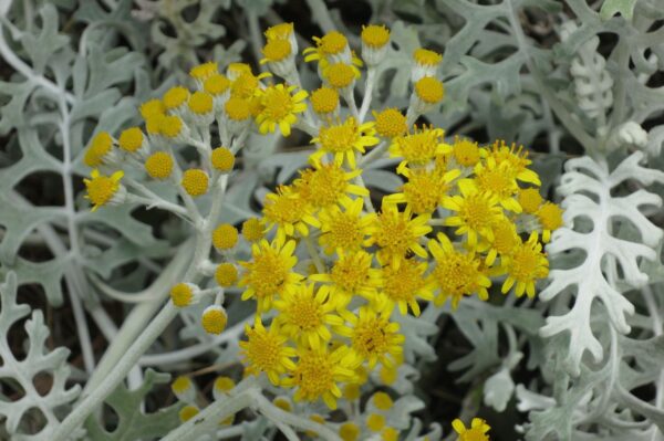 Cineraria M12