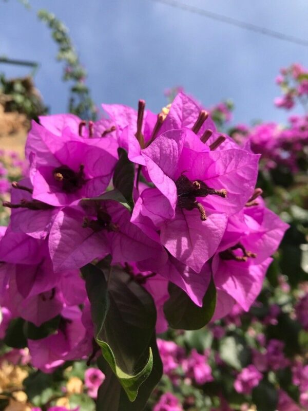 Santa Rita - Bougainvillea glabra 3 LTS - Imagen 2