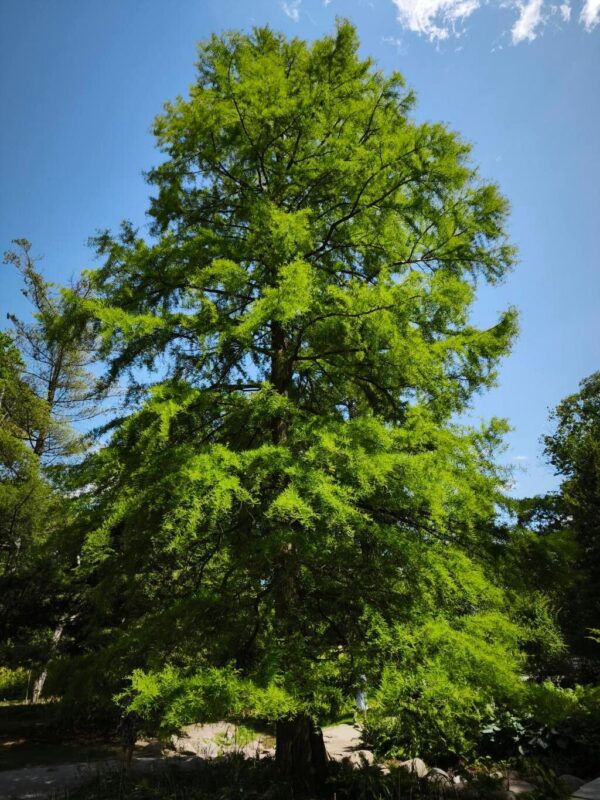Taxodium - Ciprés Calvo 10 LTS - Imagen 2