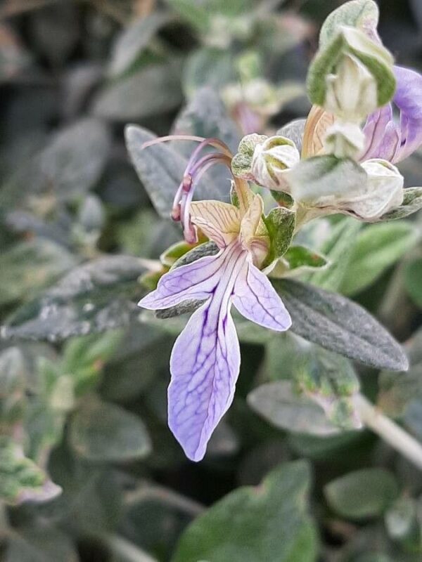 Teucrium fruticans - Olivillo 4 LTS - Imagen 3