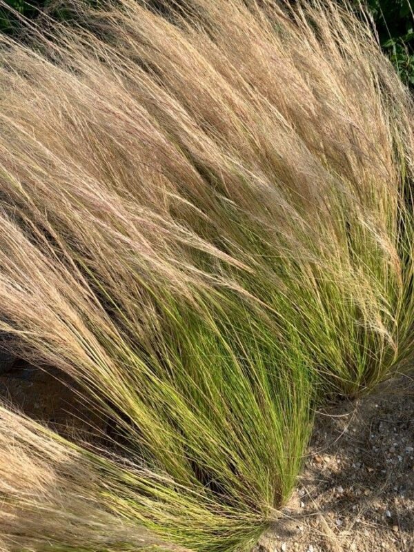 Stipa - Stipa tenuissima 3 LTS - Imagen 2