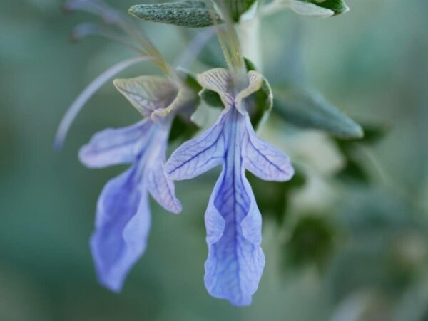Teucrium fruticans - Olivillo 4 LTS