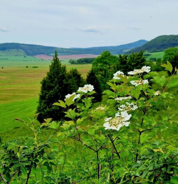 Viburnum 4 LTS - Imagen 2