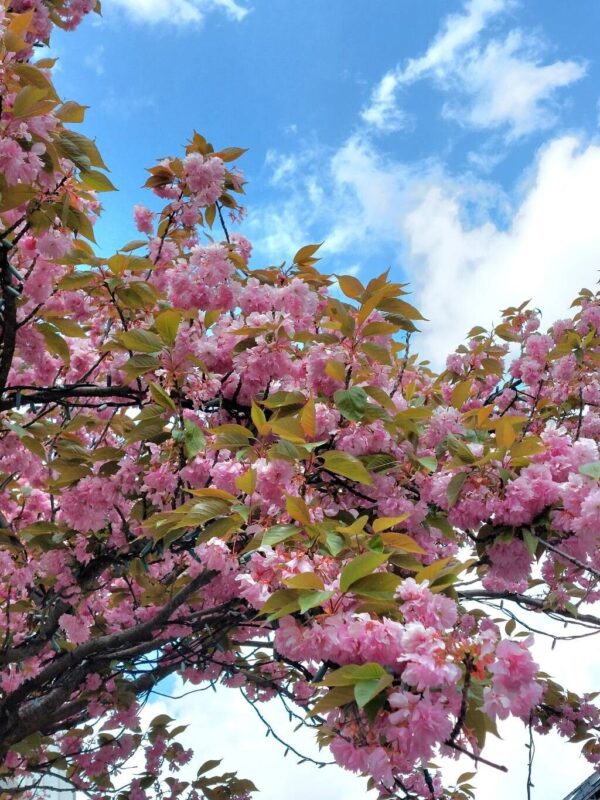 Cerezo Japonés - Sakura - Imagen 3