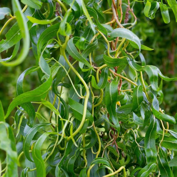 Sauce eléctrico - Salix erythroflexuosa 10 LTS - Imagen 2