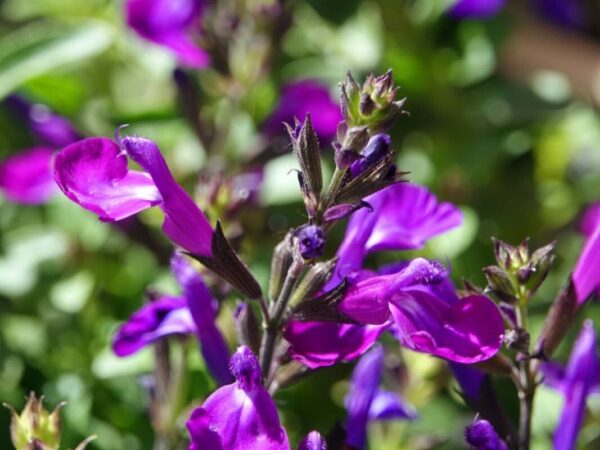 Salvia Gregui - Salvia greggii 3 LTS