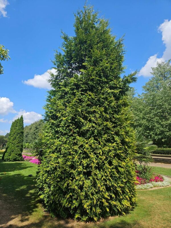 Thuja Smaragd 4 LTS