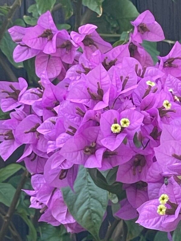 Santa Rita - Bougainvillea glabra 3 LTS - Imagen 3