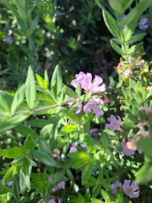 Westringia Lila 4 LTS - Imagen 2