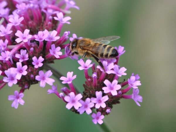 Verbena bonariensis 3 LTS