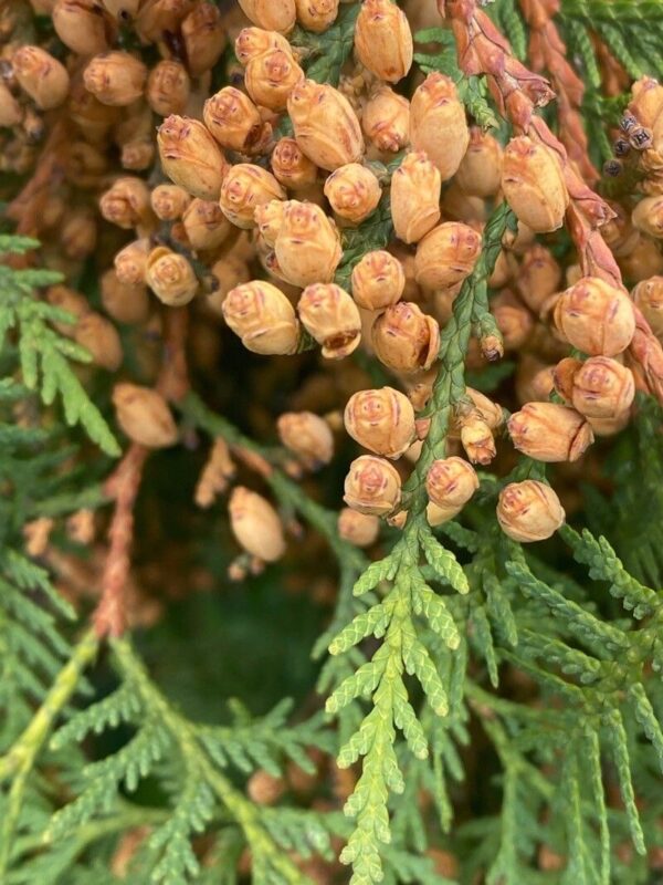 Thuja Smaragd 4 LTS - Imagen 3