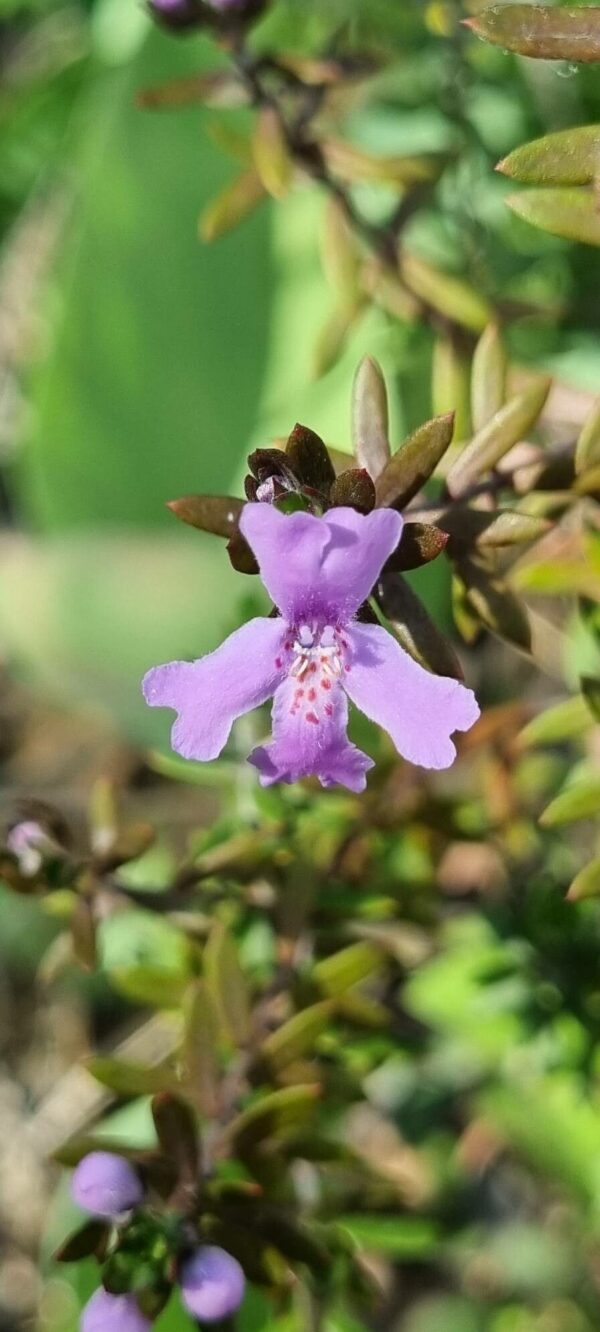 Westringia Lila 4 LTS