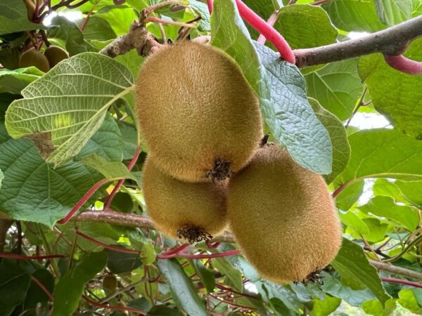 Kiwi 4 LTS
