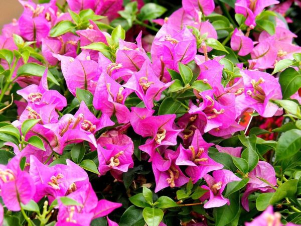 Santa Rita - Bougainvillea glabra 3 LTS