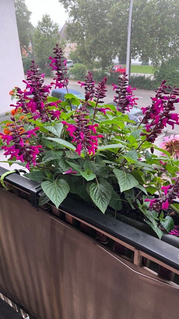 Salvia Involucrata Chica - 3 LTS - Imagen 3