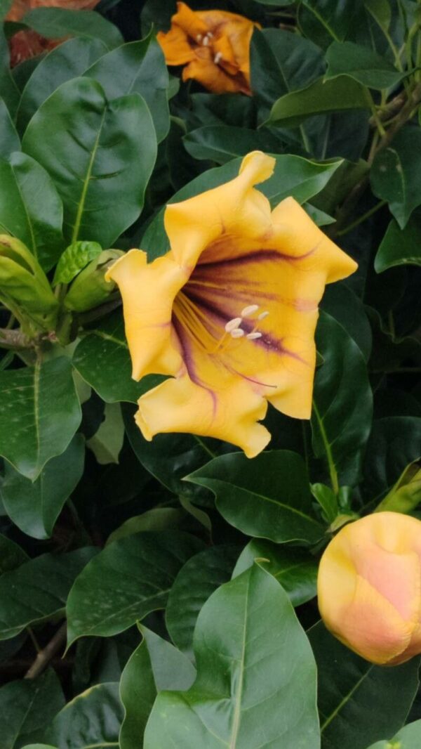 Copa de Oro - Solandra 4 LTS