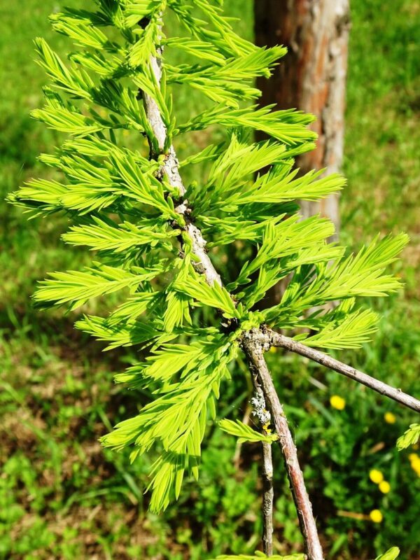 Taxodium - Ciprés Calvo 10 LTS