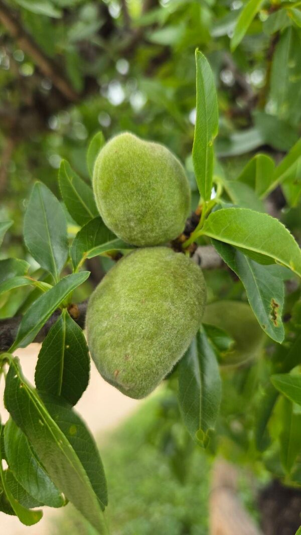 Almendro - Prunus amygdalus 10 LTS