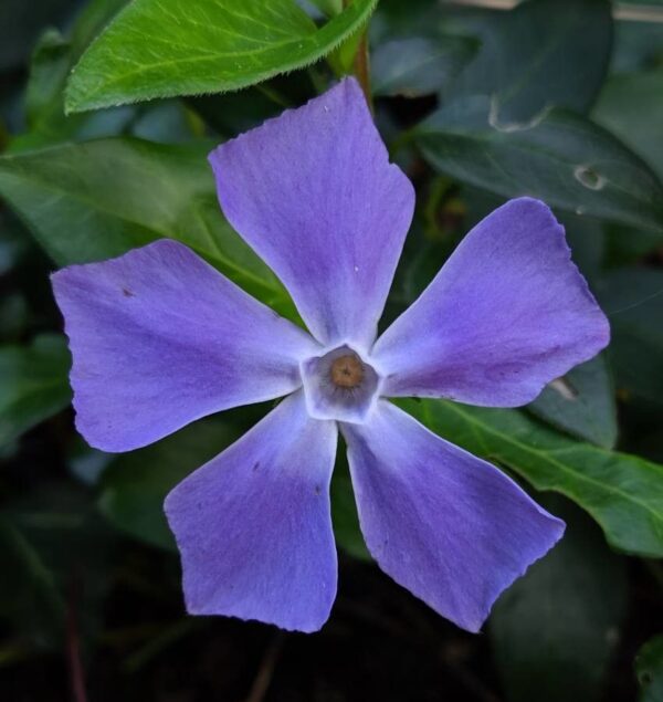 Vinca Major 3 LTS
