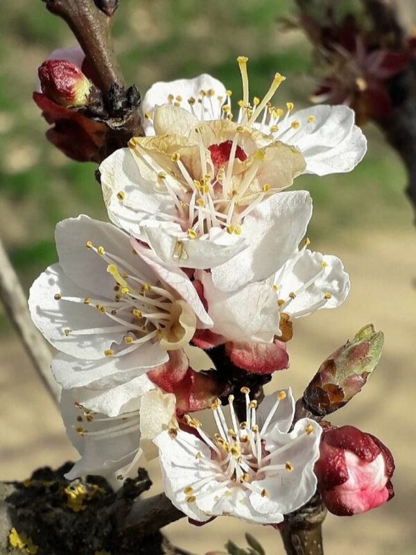 Damasco - Prunus armeniaca 10 LTS - Imagen 2