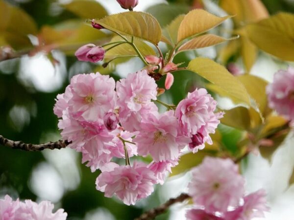 Cerezo Japonés - Sakura