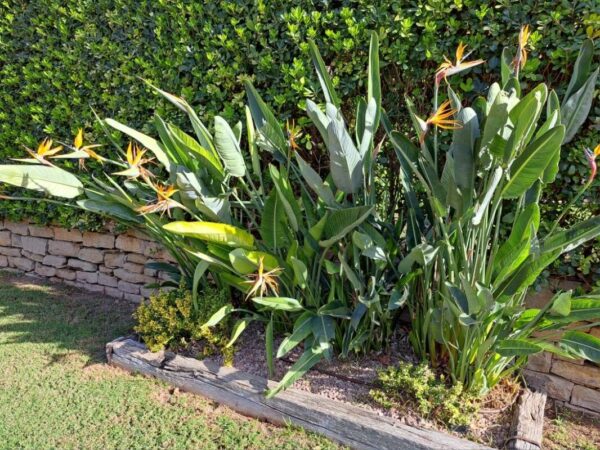 Strelitzia reginae - Ave del Paraíso 15 LTS - Imagen 2